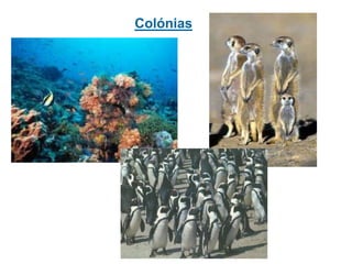 Colónias