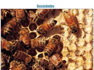 Sociedades