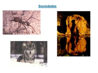 Sociedades