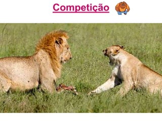 Competição