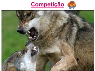 Competição