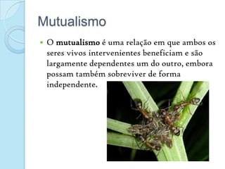 MutualismoO mutualismo é uma relação em que ambos os seres vivos intervenientes beneficiam e são largamente dependentes um do outro, embora possam também sobreviver de forma independente.