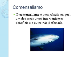 ComensalismoO comensalismo é uma relação na qual um dos seres vivos intervenientes beneficia e o outro não é afectado.