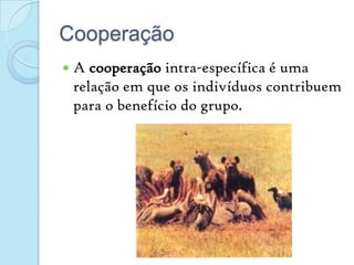 CooperaçãoA cooperação intra-específica é uma relação em que os indivíduos contribuem para o benefício do grupo.