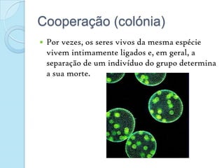 Cooperação (colónia)Por vezes, os seres vivos da mesma espécie vivem intimamente ligados e, em geral, a separação de um indivíduo do grupo determina a sua morte.