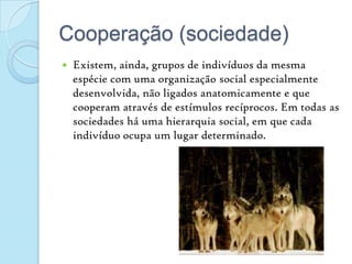 Cooperação (sociedade)Existem, ainda, grupos de indivíduos da mesma espécie com uma organização social especialmente desenvolvida, não ligados anatomicamente e que cooperam através de estímulos recíprocos. Em todas as sociedades há uma hierarquia social, em que cada indivíduo ocupa um lugar determinado.