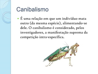 CanibalismoÉ uma relação em que um indivíduo mata outro (da mesma espécie), alimentando-se dele. O canibalismo é considerado, pelos investigadores, a manifestação suprema da competição intra-específica.