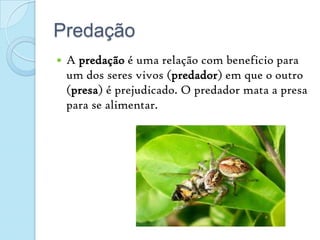 PredaçãoA predação é uma relação com beneficio para um dos seres vivos (predador) em que o outro (presa) é prejudicado. O predador mata a presa para se alimentar.
