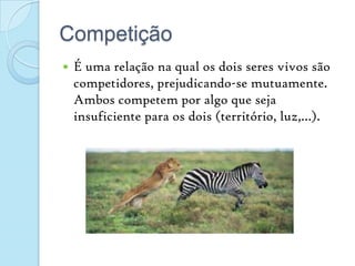 CompetiçãoÉ uma relação na qual os dois seres vivos são competidores, prejudicando-se mutuamente. Ambos competem por algo que seja insuficiente para os dois (território, luz,…).