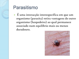 Parasitismo É uma interacção interespecífica em que um organismo (parasita) retira vantagens do outro organismo (hospedeiro) ao qual permanece associado num equilíbrio mais ou menos duradouro. 