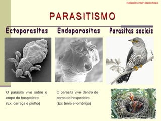 Relações inter-específicas  PARASITISMO Ectoparasitas Endoparasitas Parasitas sociais O parasita vive sobre o corpo do hospedeiro. (Ex: carraça e piolho) O parasita vive dentro do corpo do hospedeiro. (Ex: ténia e lombriga) 
