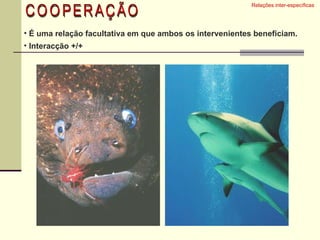 Relações inter-específicas  É uma relação facultativa em que ambos os intervenientes beneficiam.  Interacção +/+  COOPERAÇÃO 