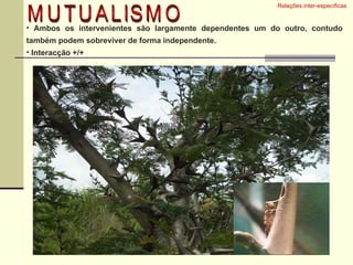 Ambos os intervenientes são largamente dependentes um do outro, contudo também podem sobreviver de forma independente. Interacção +/+  Relações inter-específicas  MUTUALISMO 