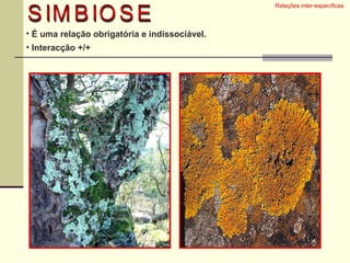 É uma relação obrigatória e indissociável.  Interacção +/+  Relações inter-específicas  SIMBIOSE 