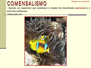 Relações inter-específicas  COMENSALISMO Quando um organismo que estabelece a relação fica beneficiado ( comensal ) e o outro fica indiferente. Interacção +/0 