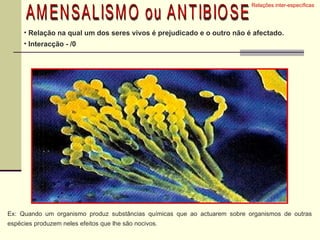 Relações inter-específicas  AMENSALISMO ou ANTIBIOSE Relação na qual um dos seres vivos é prejudicado e o outro não é afectado. Interacção - /0 Ex: Quando um organismo produz substâncias químicas que ao actuarem sobre organismos de outras espécies produzem neles efeitos que lhe são nocivos. 