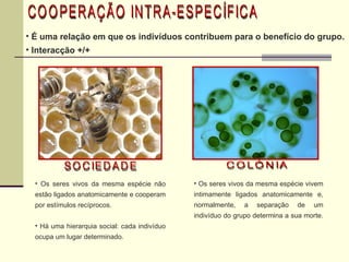É uma relação em que os indivíduos contribuem para o benefício do grupo.  Interacção +/+  COOPERAÇÃO INTRA-ESPECÍFICA SOCIEDADE COLÓNIA Os seres vivos da mesma espécie não estão ligados anatomicamente e cooperam por estímulos recíprocos. Há uma hierarquia social: cada indivíduo ocupa um lugar determinado. Os seres vivos da mesma espécie vivem intimamente ligados anatomicamente e, normalmente, a separação de um indivíduo do grupo determina a sua morte.  