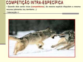COMPETIÇÃO INTRA-ESPECÍFICA Quando dois seres vivos ( competidores ), da mesma espécie disputam o mesmo recurso (alimento, luz, território…) Interacção -/-  