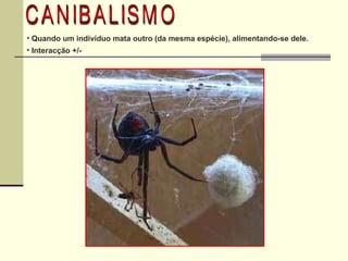 CANIBALISMO Quando um indivíduo mata outro (da mesma espécie), alimentando-se dele. Interacção +/-  