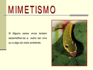 MIMETISMO Alguns seres vivos tentam assemelhar-se a  outro ser vivo ou a algo do meio ambiente. 
