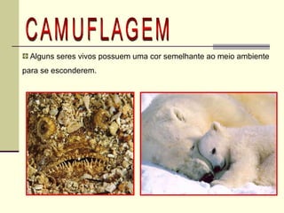 CAMUFLAGEM Alguns seres vivos possuem uma cor semelhante ao meio ambiente para se esconderem. 