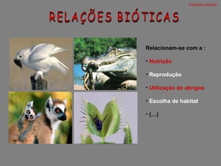 RELAÇÕES BIÓTICAS Relacionam-se com a : Nutrição Reprodução Utilização de abrigos Escolha de habitat (…) Factores bióticos  
