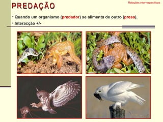 PREDAÇÃO Relações inter-específicas  Quando um organismo ( predador ) se alimenta de outro ( presa ).  Interacção +/-  