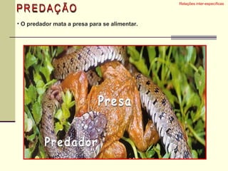 PREDAÇÃO Relações inter-específicas  O predador mata a presa para se alimentar. Predador Presa 