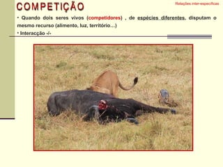 COMPETIÇÃO Relações inter-específicas  Quando dois seres vivos ( competidores ) , de  espécies diferentes , disputam o mesmo recurso (alimento, luz, território…) Interacção -/-  