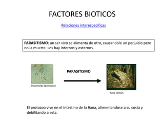FACTORES BIOTICOS
Relaciones interespecíficas
Entamoeba (protozoo)
PARASITISMO
Rana común
PARASITISMO: un ser vivo se alimenta de otro, causandole un perjuicio pero
no la muerte. Los hay internos y externos.
El protozoo vive en el intestino de la Rana, alimentandose a su costa y
debilitando a esta.
 
