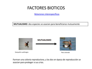 FACTORES BIOTICOS
Relaciones interespecíficas
MUTUALISMO
MUTUALISMO: dos especies se asocian para beneficiarse mutuamente
Zampullín cuellinegro Pato colorado
Forman una colonia reproductora, y las dos en época de reproducción se
asocian para proteger a sus crias.
 