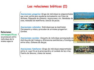 Las relaciones bióticas (I)
Relaciones
intraespecíficas
se producen entre
individuos de la
misma especie
Asociaciones gregarias: Grupo de individuos no emparentados
que viven juntos para ayudarse mutuamente con fines de
defensa, búsqueda de alimento, migraciones, etc. Bandadas de
aves, manadas de mamíferos, bancos de peces.
Asociaciones coloniales: Individuos que se mantienen
físicamente y nidos y proceden de un mismo progenitor.
Corales.
Asociaciones sociales: Conjunto de individuos jerarquizado con
distribución del trabajo y diferencias anatómicas y fisiológicas
entre ellos. Colmena de abejas.
Asociaciones familiares: Grupo de individuos emparentados
entre sí, cuyo fin es la procreación y el cuidado de las crías,
Familia de lémures, clanes de leones.
Asociaciones gregarias
Asociaciones coloniales
Asociaciones sociales
Asociaciones familiares
 