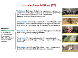 Las relaciones bióticas (II)
Relaciones
interespecíficas
se establecen
entre individuos
de especies
diferentes. Suelen
ser relaciones
tróficas.
Mutualismo: Individuos de distintas especies se relacionan con
un beneficio mutuo. Garcilla-bueyes. Si la relación es tan intensa
que un individuo no puede vivir sin el otro se llama
simbiosis, como por ejemplo los líquenes.
Comensalismo: Un individuo (comensal) se alimenta de los restos
de comida o productos liberados por otro organismo sin que a
este le afecte. Escarabajos que se alimentan de excrementos.
Inquilinismo: Un individuo se aloja en el cuerpo o los restos de
otro sin perjudicarle. Cangrejo ermitaño.
Parasitismo: Un individuo (parasito) vive a consta de otro
(huésped) perjudicándole pero sin llegar a matarlo. Cochinilla y
chumbera.
Depredación: Un individuo (depredador) mata y consume a otro
(presa) alimentándose de él. El leopardo y la gacela.
Mutualismo
Comensalismo
Inquilinismo
Parasitismo
Depredación
 