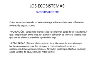 LOS ECOSISTEMAS
FACTORES BIOTICOS
Entre los seres vivos de un ecosistema pueden establecerse diferentes
niveles de organización:
• POBLACIÓN.- seres de la misma especie que forman parte de un ecosistema, y
que se reproducen entre ellos. Por ejemplo: población de Malvasía cabeciblanca
que vive en el ecosistema de la laguna de la vega.
• COMUNIDAD (Biocenosis).- conjunto de poblaciones de seres vivos que
habitan en un ecosistema. Por ejemplo: la comunidad que forman las
poblaciones de Malvasía cabeciblanca, Zampullín cuellinegro, Daphnia (pulga de
agua), Culebra de agua, Libélulas, Algas, Carrizo.
 