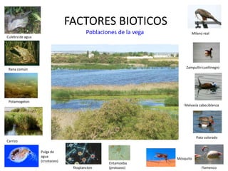 FACTORES BIOTICOS
Poblaciones de la vega
Culebra de agua
Rana común Zampullín cuellinegro
Malvasía cabeciblanca
Pato colorado
Flamenco
Carrizo
Pulga de
agua
(crustaceo)
Mosquito
Entamoeba
(protozoo)
Potamogeton
fitoplancton
Milano real
 