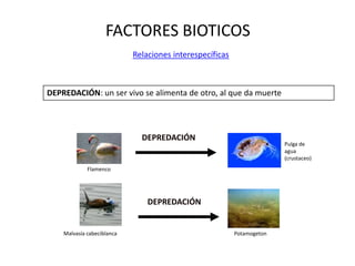 FACTORES BIOTICOS
Relaciones interespecíficas
Pulga de
agua
(crustaceo)
Flamenco
DEPREDACIÓN
DEPREDACIÓN
Malvasía cabeciblanca Potamogeton
DEPREDACIÓN: un ser vivo se alimenta de otro, al que da muerte
 