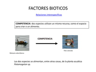 FACTORES BIOTICOS
Relaciones interespecíficas
COMPETENCIA
Malvasía cabeciblanca
Pato colorado
COMPETENCIA: dos especies utilizan un mismo recurso, como el espacio
para criar o un alimento.
Las dos especies se alimentan, entre otras cosas, de la planta acuática
Potamogeton sp.
 