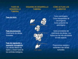 FASES DE               ESQUEMA DE DESARROLLO                                CÓMO ACTUAN LOS
     DESARROLLO                    TUMORAL                                           ALIMENTOS
      TUMORAL
  
                                                                                  Como carcinógeno.
Fase de inicio
                                                                                 Como transportador de 
                                                                                    carcinógenos.
                                                                                  Como productor de 




                              
                                                                                    carcinógeno.

Fase de promoción                                                                   Como promotores del 
Crecimiento de células                                                           crecimiento de células. Los 
tumorales.                                                                    lípidos son los más estudiados 
                                                                                      en este aspecto.
                                                                           
Fase de regulación y
expresión oncogénica                                                             Proporcionan energía y 
                                                                     
Las células alteran los                                                          nutrientes a las células 
tejidos y crecen fuera de                                                              tumorales.
los controles biológicos.
 