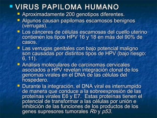    VIRUS PAPILOMA HUMANO
       Aproximadamente 200 genotipos diferentes.
       Algunos causan papilomas escamosos benignos
        (verrugas).
       Los cánceres de células escamosas del cuello uterino
        contienen los tipos HPV 16 y 18 en más del 90% de
        casos.
       Las verrugas genitales con bajo potencial maligno
        son causadas por distintos tipos de HPV (bajo riesgo:
        6, 11).
       Análisis moleculares de carcinomas cervicales
        asociados a HPV revelan integración clonal de los
        genomas virales en el DNA de las células del
        hospedero.
       Durante la integración, el DNA viral es interrumpido
        de manera que conduce a la sobreexpresión de las
        proteínas virales E6 y E7. Estas proteínas tienen el
        potencial de transformar a las células por unión e
        inhibición de las funciones de los productos de los
        genes supresores tumorales Rb y p53.
 