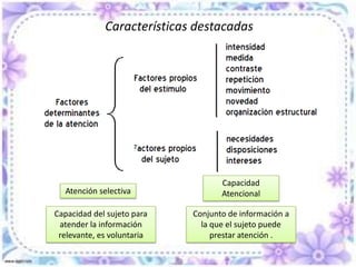 Características  destacadas Eficacia tiende a disminuir si se trata de mantener continuamente a lo largo del tiempo aunque si ocurre un evento que la perturbe, su nivel se reaviva con la misma eficacia inicial.No es estableEl nivel de atención se mantiene o se recupera si se alternan pausas de calma y de detección de alteraciones con una frecuencia apropiada.Estados de AlertaTónica Fásica