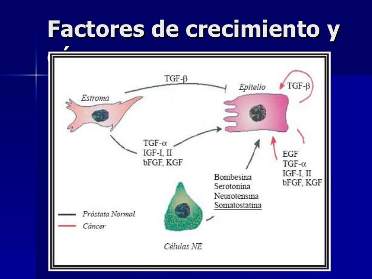 Factores Crecimiento Y Receptores 2008