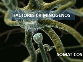 FACTORES CRIMINOGENOS 
SOMATICOS 
 