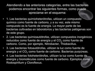 Atendiendo a las anteriores categorías, entre las bacterias
podemos encontrar las siguientes formas, como puede
apreciarse en el esquema:
• 1. Las bacterias quimioheterótrofas, utilizan un compuesto
químico como fuente de carbono, y a su vez, este mismo
compuesto es la fuente de energía. La mayor parte de las
bacterias cultivadas en laboratorios y las bacterias patógenas son
de este grupo.
• 2. Las bacterias quimioautótrofas, utilizan compuestos inorgánicos
reducidos como fuente de energía y el CO2 como fuente de
carbono. Como, por ejemplo, Nitrobacter, Thiobacillus.
• 3. Las bacterias fotoautótrofas, utilizan la luz como fuente de
energía y el CO2 como fuente de carbono. Bacterias purpúreas.
• 4. Las bacterias fotoheterótrofas, utilizan la luz como fuente de
energía y biomoléculas como fuente de carbono. Ejemplos como
Rodospirillum y Cloroflexus.

 