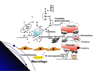 Factores de coagulacion