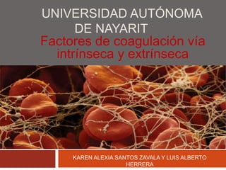 UNIVERSIDAD AUTÓNOMA
DE NAYARIT
Factores de coagulación vía
intrínseca y extrínseca
KAREN ALEXIA SANTOS ZAVALA Y LUIS ALBERTO
HERRERA
 