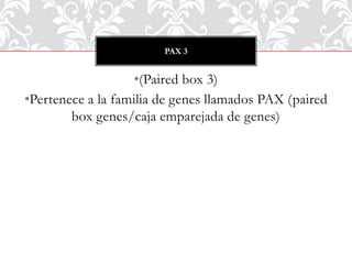 •(Paired box 3)
•Pertenece a la familia de genes llamados PAX (paired
box genes/caja emparejada de genes)
PAX 3
 