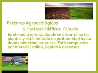 Factores Agroecológicos
2. Factores Edáficos: El Suelo
Es el medio natural donde se desarrollan las
plantas y está limitado en profundidad hasta
donde penetran las raíces. Está compuesto
por material sólido, líquido y gaseosos.
 