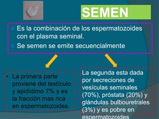 SEMEN
 Es la combinación de los espermatozoides
con el plasma seminal.
 Se semen se emite secuencialmente
• La primera parte
proviene del testículo
y epidídimo 7% y es
la fracción mas rica
en espermatozoides.
La segunda esta dada
por secreciones de
vesículas seminales
(70%), próstata (20%) y
glándulas bulbouretrales
(3%) y es pobre en
 