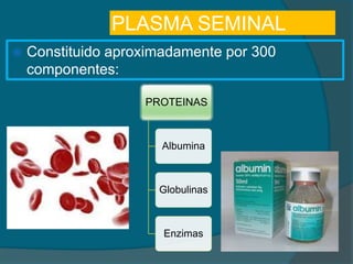 PLASMA SEMINAL
 Constituido aproximadamente por 300
componentes:
PROTEINAS
Albumina
Globulinas
Enzimas
 