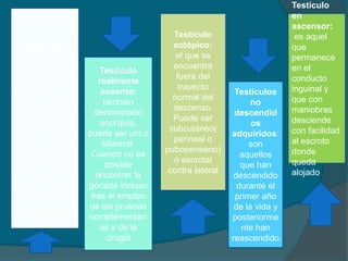 Testículos no
descendidos
congénitos:
aquellos que
están fuera de
la bolsa
escrotal desde
el nacimiento,
en algún lugar
fuera del
trayecto
abdominal,
inguinal o
escrotal.
Pueden ser
palpables a no
largo del
trayecto normal
de descenso
Testículo
realmente
ausente:
también
denominado
anorquía,
puede ser uní o
bilateral.
Cuando no es
posible
encontrar la
gónada incluso
tras el empleo
de las pruebas
complementari
as y de la
cirugía
Testículo
ectópico:
el que se
encuentra
fuera del
trayecto
normal del
descenso.
Puede ser
subcutáneo(
perineal o
pubopeneano)
o escrotal
contra lateral
Testículos
no
descendid
os
adquiridos:
son
aquellos
que han
descendido
durante el
primer año
de la vida y
posteriorme
nte han
reascendido
Testículo
en
ascensor:
es aquel
que
permanece
en el
conducto
inguinal y
que con
maniobras
desciende
con facilidad
al escroto
donde
queda
alojado
 